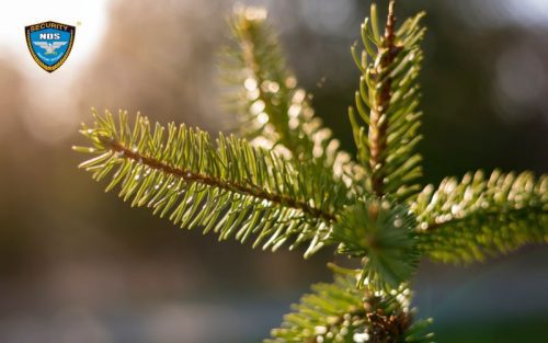 Kỹ năng sinh tồn 9: Xua đuổi côn trùng bay đi bằng tinh dầu cây thông