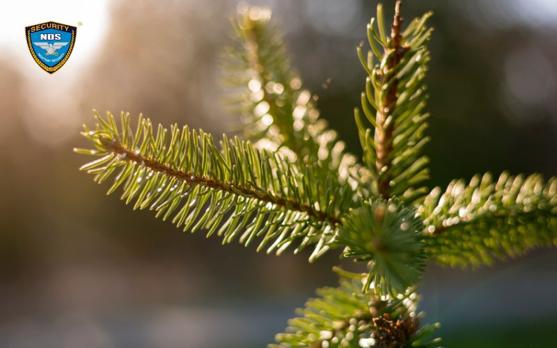 Kỹ năng sinh tồn 9: Xua đuổi côn trùng bay đi bằng tinh dầu cây thông