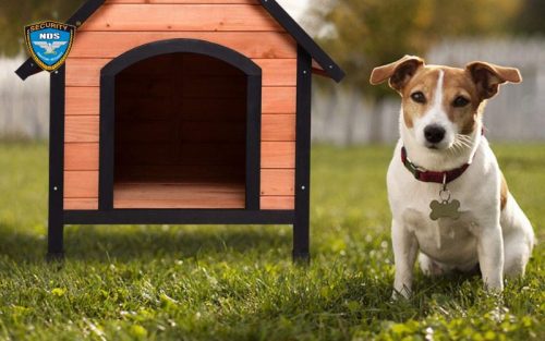 Nuôi chó để tăng tính an toàn cho ngôi nhà