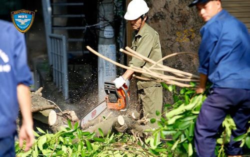 Tỉa bớt những cành cao hướng vào nhà